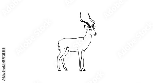Detailed black and white line drawing of a slender impala with long spiraling horns standing on a plain white background.