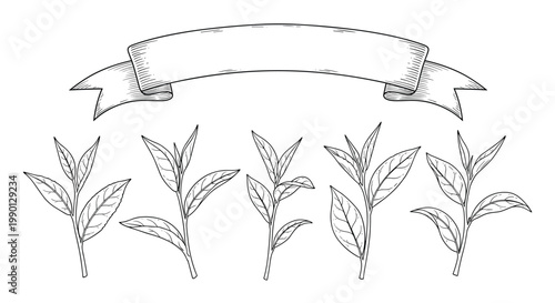 Vintage style line art illustration of fresh tea leaves with a blank ribbon banner for organic product packaging.