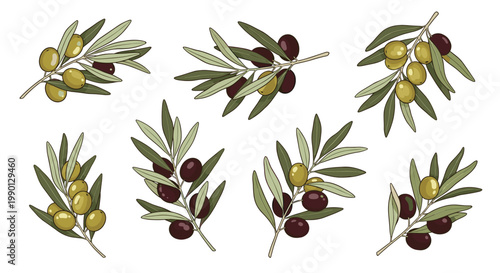 Variety of olive branches with both green and black olives in a hand-drawn style isolated on a white background.