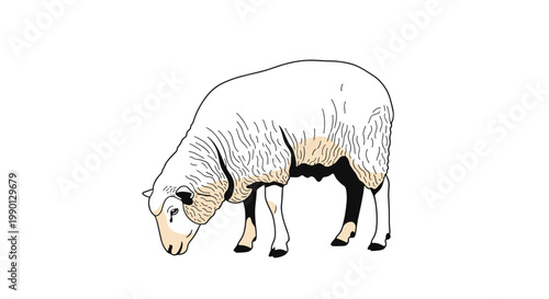 Realistic illustration of a white sheep grazing with its head down for farm animal and livestock concept designs.