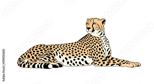 Realistic illustration of a cheetah lying down and looking back showing its characteristic spots and slender body on white.