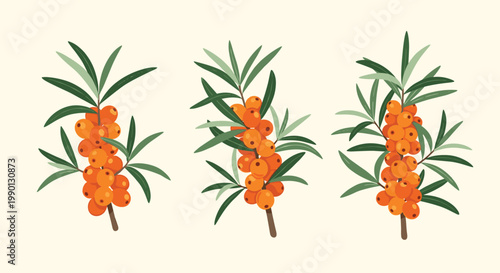 Three branches of sea buckthorn with bright orange berries and green leaves on a light beige background, ideal for health and wellness visuals.