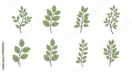 Set of eight different green leaf branches with varying shapes and arrangements, perfect for botanical designs and nature themed graphic projects.