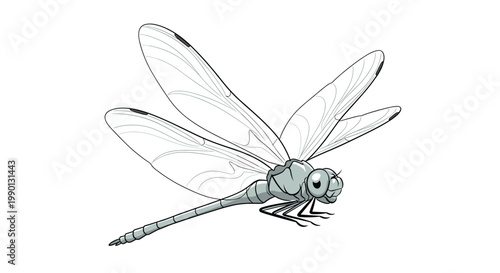 Detailed grey and black illustration of a dragonfly from a side view, perfect for entomology studies or natural science publications.