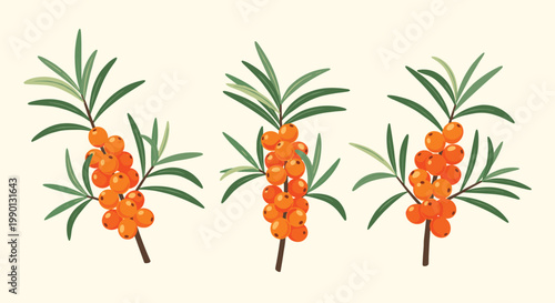 Three branches of sea buckthorn with vibrant orange berries and green leaves on a light background, ideal for health and herbal medicine visuals.