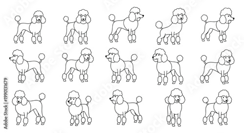 Set of poodle dog character illustrations showing different poses and movements including standing and walking on a plain white background.
