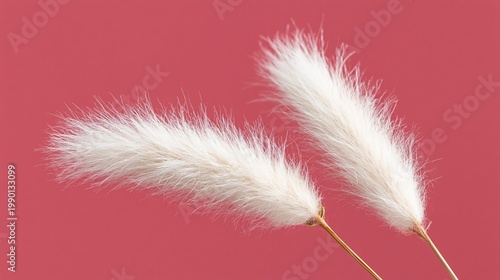 Wallpaper Mural Generative AI, White Bunny Tail Grass Dried Botanical Muted Rose Pink Background Torontodigital.ca