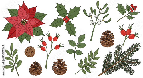 Christmas botanical elements including poinsettia flower holly leaves mistletoe berries and pine cones are isolated on white background.
