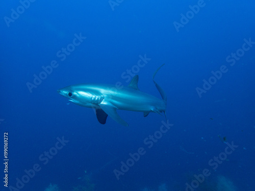 Fotografía Pelagic thresher shark (Alopias pelagicus) at dawn cleaning station, Kimud Shoal, Malapascua Island, Cebu, Philippines; one of the few places in the world with reliable thresher shark sightings