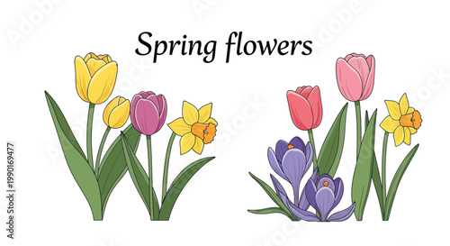 Spring flowers illustration: tulips, daffodils, crocuses in vibrant colors