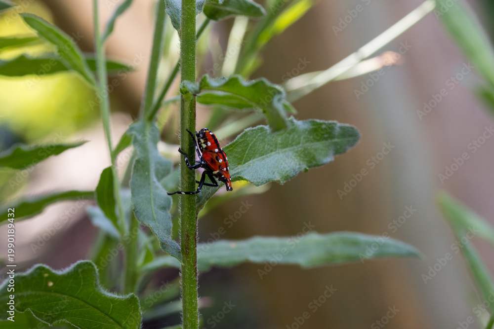 Fototapeta premium Red nymph spotted lanternfly on a gaura stem