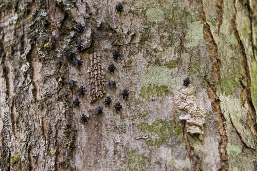 Foto Spotted lanternfly nymphs surround an egg mass on a maple tree trunk