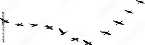 Flying Birds Silhouette in Flock Formation Minimal Black Bird Shapes Isolated on White Background