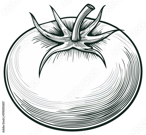 Vintage style illustration of a ripe tomato