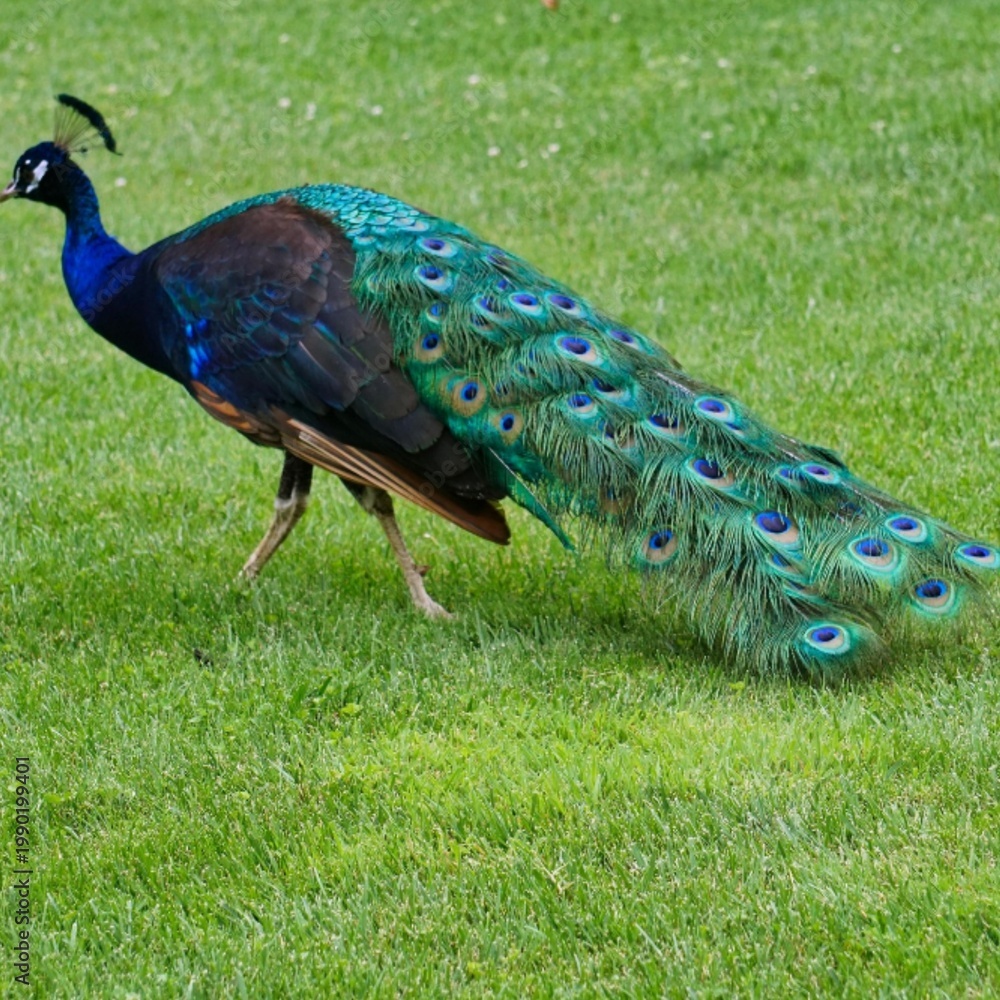 Naklejka premium peacock in the park