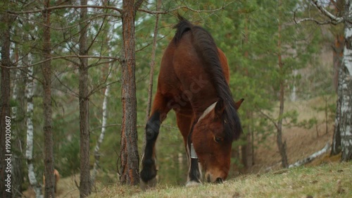 Close-up of a bay horse grazing in the woods. Cinematic shot of domestic animal in its natural mountain habitat, Altai Republic.