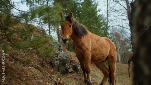Brown Altai horse standing on a rocky hillside in a coniferous forest. Authentic Siberian mountain landscape with pine trees