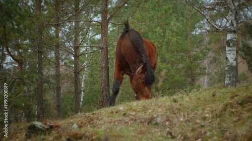 Peaceful scene of a wild horse eating grass in a misty mountain forest. Authentic Altai nature and tranquil wilderness background