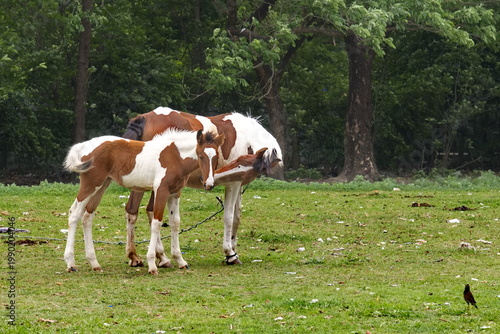 Mother Horse and Her kid on the ground