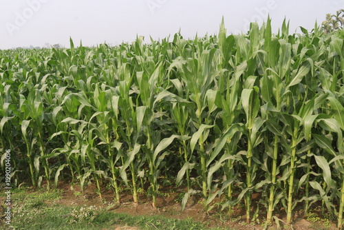 green colored maize tree firm on field
