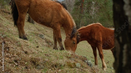 A brown horse and its young foal grazing together on a grassy hillside in the scenic Altai region. Authentic rural Siberian life