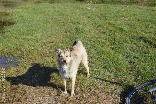Dog on a meadow in the village. Dog on a walk.