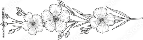 Hand Drawn Botanical Flax Flower Vector Illustration With Blooming Petals Buds And Leaves On White Background