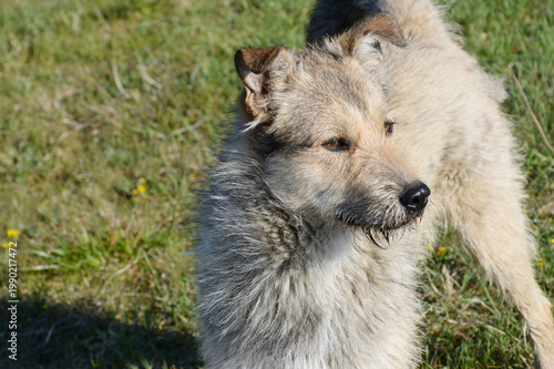 Portrait of a dog on a meadow in the countryside