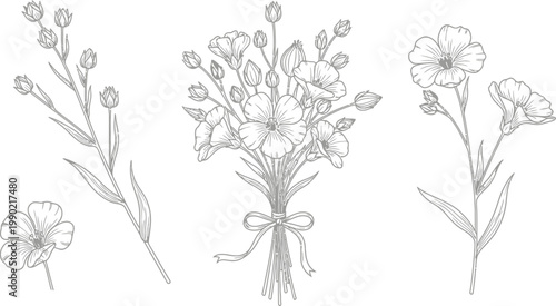 Hand drawn botanical flax flower vector illustration set featuring delicate stems buds and a tied bouquet