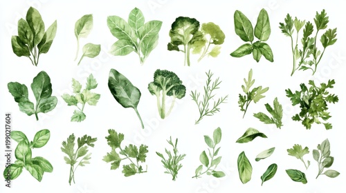 Watercolor botanical assortment of green leafy herbs and salad greens on white background, light airy composition