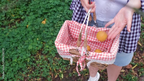 Woman farmer placing freshly picked tangerines into woven basket in citrus orchard during harvest on organic farm, slow motion. Agriculture activity concept