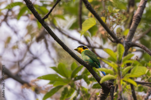 Long-tailed broadbill (Psarisomus dalhousiae) at manas national park, assam, india