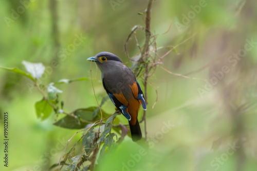 Grey-lored broadbill (Serilophus rubropygius) at Manas National Park, Assam, India