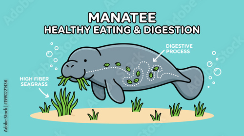 Manatee Healthy Eating and Digestion Illustration.