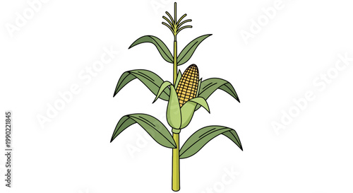 Vector drawing of a vibrant green corn plant stalk with leaves and a ripening ear set against a clean white background