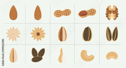 A comprehensive collection of various healthy nuts and seeds, including almonds, peanuts, walnuts, sunflower seeds, and cashews, presented in a flat design illustration