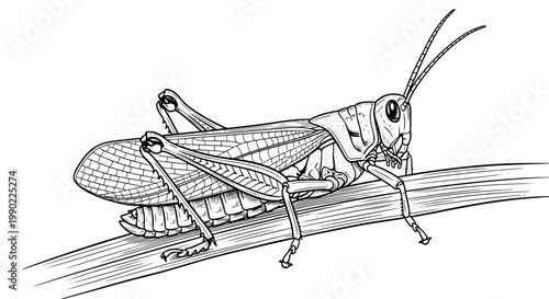 Grasshopper insect drawing with detailed line art wings and long antennae, monochrome sketch for education and nature design