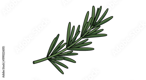 Rosemary sprig illustration; culinary herb art; fresh green spice; botanical branch; savory flavoring; fragrant leaf; isolated drawing