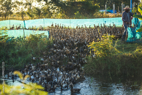 Farmer oversees a large flock of ducks on a rural farm moving through water in golden hour light