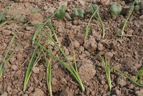 onion and okra or lady's finger seedling on farm