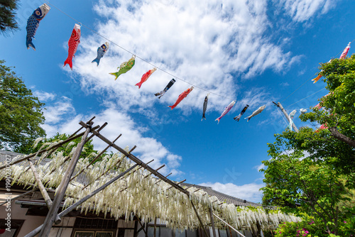 五月の空を泳ぐ鯉のぼりと白藤