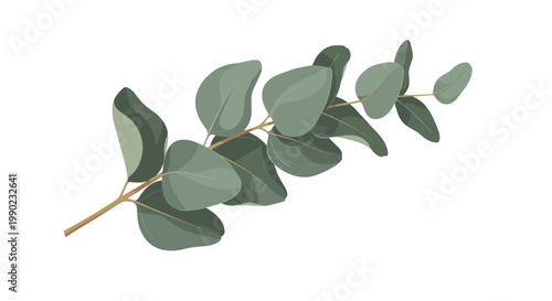 Single sprig of fresh green eucalyptus leaves with a woody stem isolated on a plain white background for botanical decor.