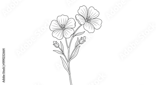 Elegant black and white line drawing of a flax plant with delicate flowers and buds on a white background for botanical art.