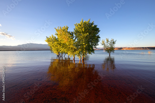 Peaceful Landscape of Flooded Trees in Blue Water, Sand Hollow State Park, Utah
