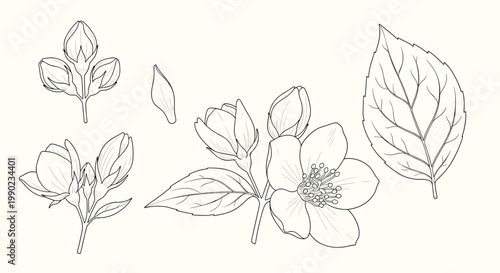 Detailed black and white line drawings of jasmine flowers, buds, and leaves are presented in a clean botanical collection.