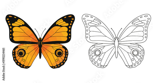 Comparative illustration showing a vibrant orange and black monarch butterfly alongside its detailed black and white line art version.