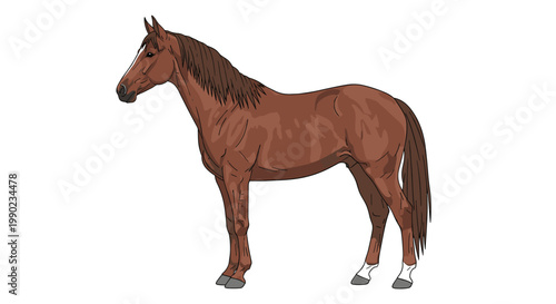 Side profile illustration of a muscular brown horse with a dark mane and tail standing calmly on a plain white background.
