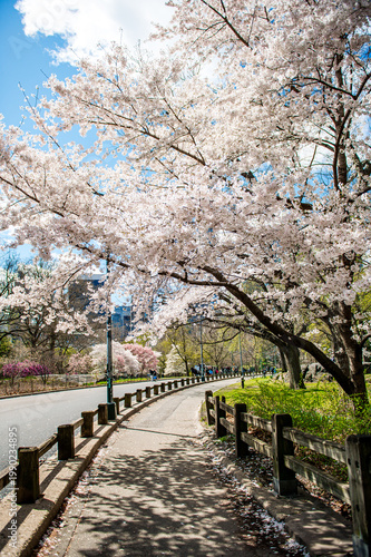 Pathway lined with white cherry blossom trees in Central Park. Scenic walkway with wooden fence under blooming white cherry trees in New York City during spring morning.