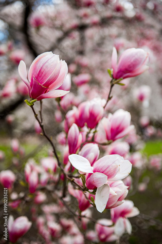 Vertical close up of pink saucer magnolia flowers blooming. Macro view of pink and white saucer magnolia blossoms on a branch against a blurred park background.