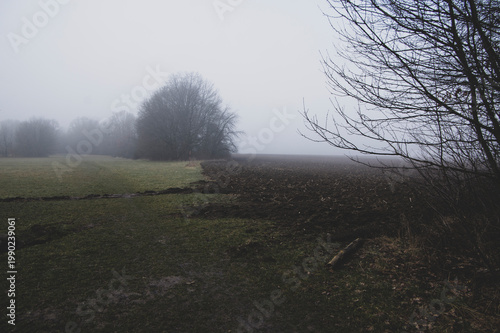 Konstfotografi Sad foggy landscape with trees, depressed mood scenery in gray mist, Nemosicka s